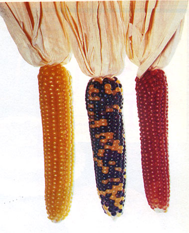 Miniature Pencil popcorn.